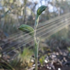 Bunochilus umbrinus (ACT) = Pterostylis umbrina (NSW) at suppressed - suppressed