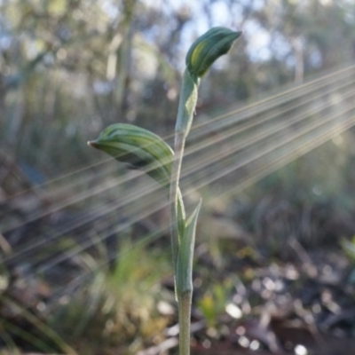 Bunochilus umbrinus (ACT) = Pterostylis umbrina (NSW) (Broad-sepaled Leafy Greenhood) by AaronClausen