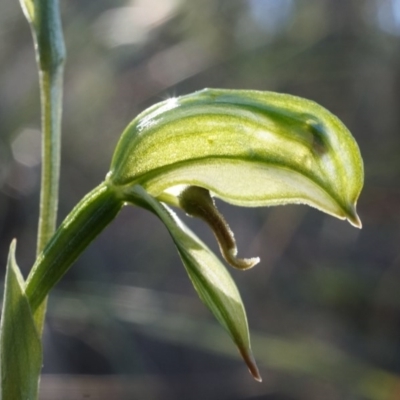 Bunochilus umbrinus (Broad-sepaled Leafy Greenhood) at Canberra Central, ACT - 2 Aug 2014 by AaronClausen