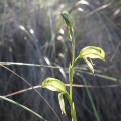 Bunochilus umbrinus (ACT) = Pterostylis umbrina (NSW) at suppressed - suppressed