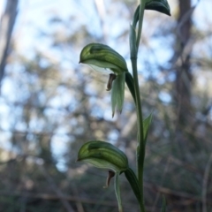 Bunochilus umbrinus (ACT) = Pterostylis umbrina (NSW) (Broad-sepaled Leafy Greenhood) by AaronClausen
