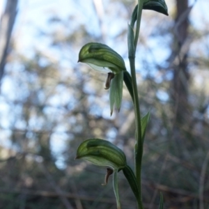 Bunochilus umbrinus at suppressed - 2 Aug 2014