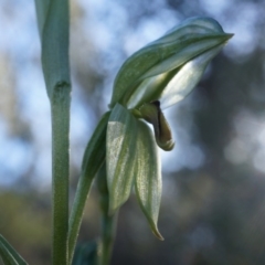 Bunochilus umbrinus (Broad-sepaled Leafy Greenhood) at Canberra Central, ACT - 2 Aug 2014 by AaronClausen