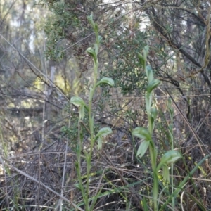 Bunochilus umbrinus at suppressed - 2 Aug 2014