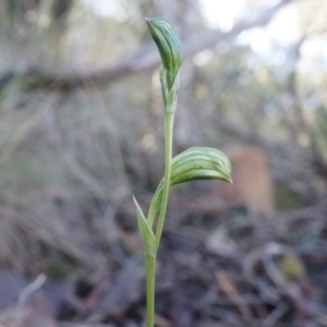 Bunochilus umbrinus at suppressed - 2 Aug 2014