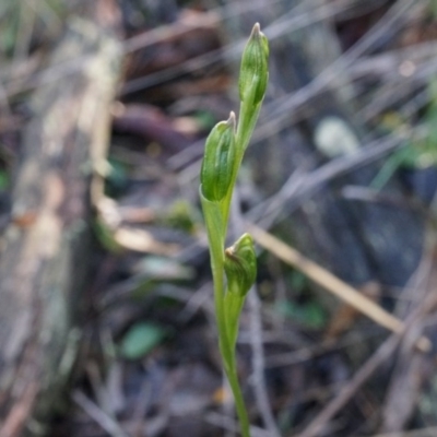 Bunochilus umbrinus (ACT) = Pterostylis umbrina (NSW) (Broad-sepaled Leafy Greenhood) by AaronClausen