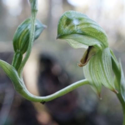 Bunochilus umbrinus (Broad-sepaled Leafy Greenhood) at Canberra Central, ACT - 2 Aug 2014 by AaronClausen