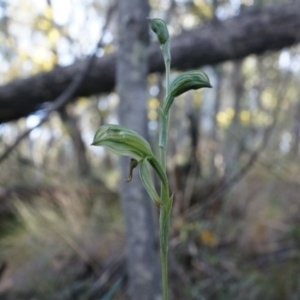 Bunochilus umbrinus (ACT) = Pterostylis umbrina (NSW) at suppressed - suppressed