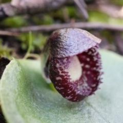 Corysanthes incurva (Slaty Helmet Orchid) at Canberra Central, ACT - 2 Aug 2014 by AaronClausen