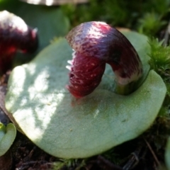 Corysanthes incurva at suppressed - 2 Aug 2014