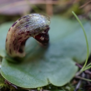 Corysanthes incurva at suppressed - 2 Aug 2014