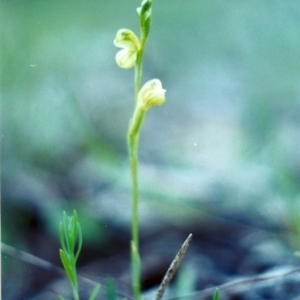 Hymenochilus sp. at Conder, ACT - 8 Oct 2001