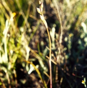 Thelymitra pauciflora at Theodore, ACT - 15 Oct 2001