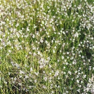 Arthropodium milleflorum at Conder, ACT - 2 Dec 1999