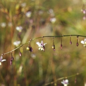 Arthropodium milleflorum at Conder, ACT - 7 Dec 1999 12:00 AM