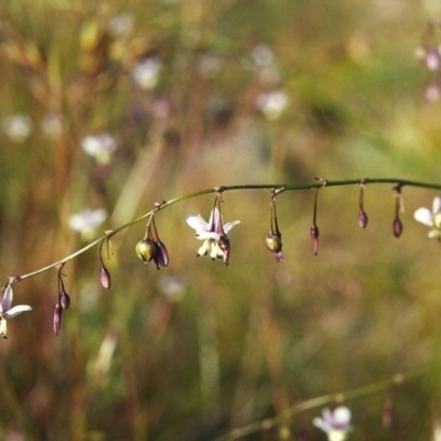 Arthropodium milleflorum (Vanilla Lily) at Tuggeranong Hill - 6 Dec 1999 by michaelb