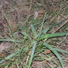 Arthropodium milleflorum at Calwell, ACT - 28 Jul 2014 12:00 AM