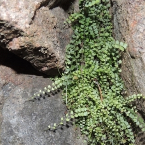 Asplenium flabellifolium at Conder, ACT - 27 Jul 2014 06:30 PM