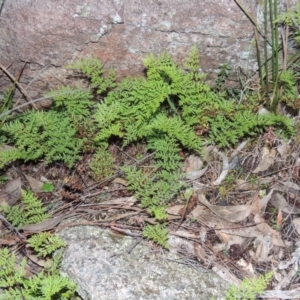 Cheilanthes austrotenuifolia at Conder, ACT - 27 Jul 2014 06:35 PM