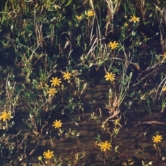 Ranunculus papulentus (Large River Buttercup) at Bonython, ACT - 1 Oct 2008 by MichaelBedingfield