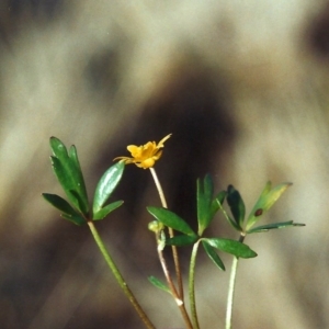 Ranunculus papulentus at Bonython, ACT - 1 Oct 2008