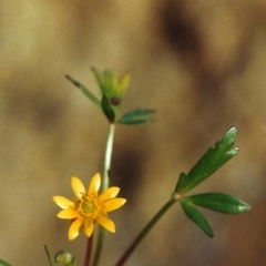 Ranunculus papulentus at Bonython, ACT - 1 Oct 2008