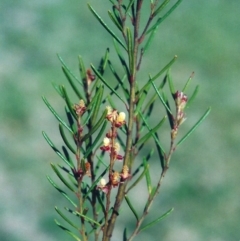Bertya rosmarinifolia (Rosemary Bertya) at Bonython, ACT - 25 Sep 2008 by MichaelBedingfield
