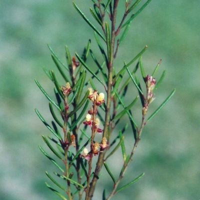 Bertya rosmarinifolia (Rosemary Bertya) at Bonython, ACT - 25 Sep 2008 by MichaelBedingfield