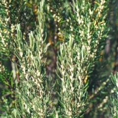 Bertya rosmarinifolia (Rosemary Bertya) at Bonython, ACT - 23 Mar 2002 by michaelb