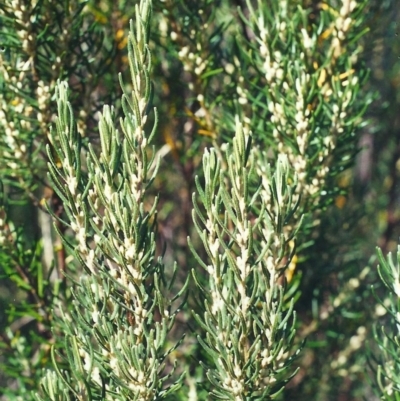 Bertya rosmarinifolia (Rosemary Bertya) at Bonython, ACT - 24 Mar 2002 by MichaelBedingfield