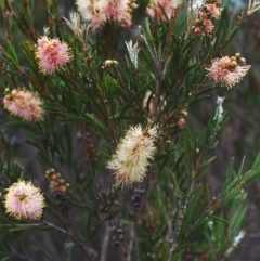 Callistemon sieberi (River Bottlebrush) at Paddys River, ACT - 28 Mar 2002 by michaelb