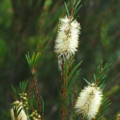 Callistemon sieberi (River Bottlebrush) at Paddys River, ACT - 30 Mar 2002 by MichaelBedingfield