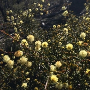 Acacia ulicifolia at Majura, ACT - 3 Aug 2014