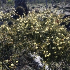 Acacia ulicifolia at Majura, ACT - 3 Aug 2014