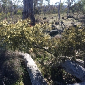 Acacia ulicifolia at Majura, ACT - 3 Aug 2014