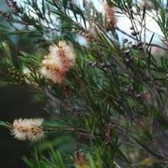 Callistemon sieberi (River Bottlebrush) at Paddys River, ACT - 28 Mar 2002 by MichaelBedingfield