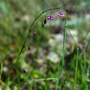 Arthropodium minus at Conder, ACT - 3 Nov 2000