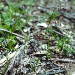 Arthropodium minus at Conder, ACT - 3 Nov 2000