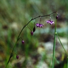 Arthropodium minus at Conder, ACT - 3 Nov 2000