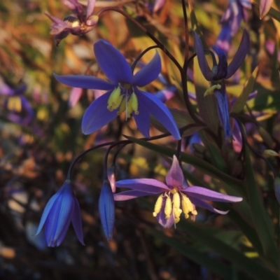 Stypandra glauca (Nodding Blue Lily) at Chisholm, ACT - 4 Aug 2014 by michaelb