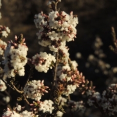 Leucopogon attenuatus (Small-leaved Beard Heath) at Chisholm, ACT - 4 Aug 2014 by michaelb