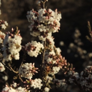 Leucopogon attenuatus at Chisholm, ACT - 4 Aug 2014