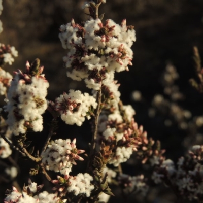 Leucopogon attenuatus (Small-leaved Beard Heath) at Chisholm, ACT - 4 Aug 2014 by michaelb