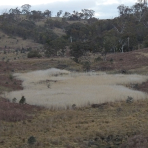 Phragmites australis at Tennent, ACT - 2 Aug 2014 06:37 PM