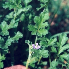 Erodium crinitum (Native Crowfoot) at Tennent, ACT - 6 Oct 2008 by michaelb