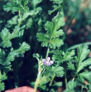 Erodium crinitum at Tennent, ACT - 7 Oct 2008 12:00 AM