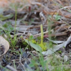 Ophioglossum lusitanicum subsp. coriaceum (Austral Adder's Tongue) at Theodore, ACT - 31 Jul 2014 by michaelb