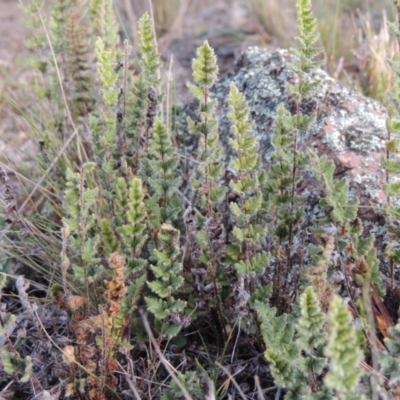 Cheilanthes distans (Bristly Cloak Fern) at Conder, ACT - 30 Jul 2014 by michaelb