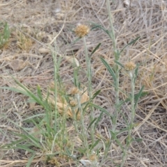 Euchiton sphaericus (Star Cudweed) at Paddys River, ACT - 2 Feb 2014 by michaelb