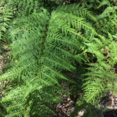 Pteris tremula (Tender Brake) at Acton, ACT - 4 Jan 2014 by AaronClausen